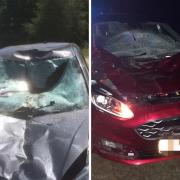 Images show cars smashed after hitting animals