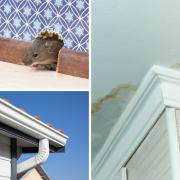 Water stains, musty odours and pests are among the seven signs of house damage to look for.