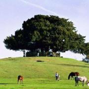 Campaigners have condemned plans to allow mobile cafes to visit parts of the New Forest, including Bolten's Bench