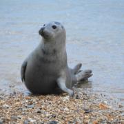 Seal on Weymouth beach