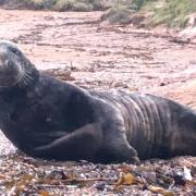 A cordon was put up on a seal at Durdle Door