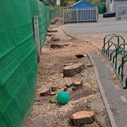Highcliffe St Mark Primary School after tree felling