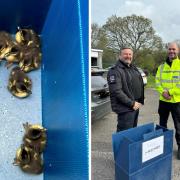 Stranded ducklings rescued from the middle of the A338