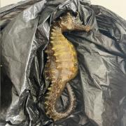 A spiny seahorse was discovered at least half a mile inshore.