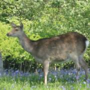 Drivers in Dorset are reminded of the precautions to take on the county’s roads where deer may be present.