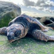 Turtle dies on Dorset beach