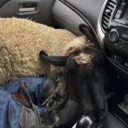 The ewe in Cameron's truck after the dog attack.