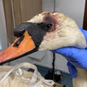 A swan in Poole Park was shot with an air rifle.