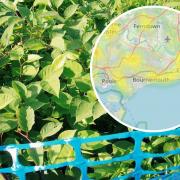 There are plenty of occurrences of Japanese Knotweed that have been reported around Dorset