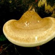 November fungi walks for Kinson & Turbary Commons