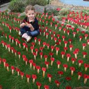 Julianna Taylor, 5, with the sea of poppies that she has created