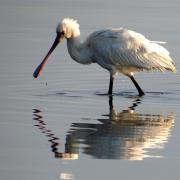A Spoonbill. Picture by Simon Gregory