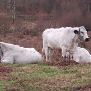 Friends of Kinson Common: Please don't feed the cattle!