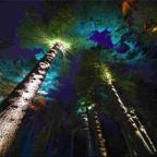 The Electric Forest coming to Moors Valley