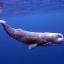 A sperm whale