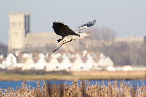 All the pictures from the Christchurch section of the book. Heron in flight with Christchurch Priory in the background. Picture by Roger Burton.