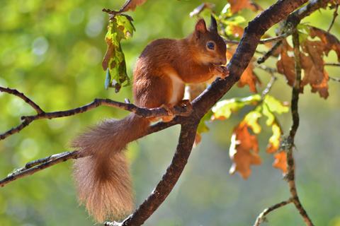 Red squirrel on Brownsea island by Darren Francis