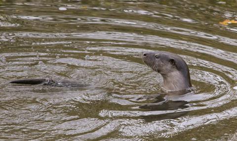 While  looking  for  kingfishers on the River Stour in Blandford, Michelle Prince captured the otters performing for the crowd of people that had gathered. 
