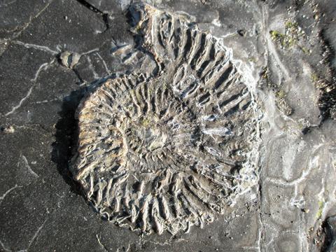 Ammonite fossil at Kimmeridge, by Anne Elford