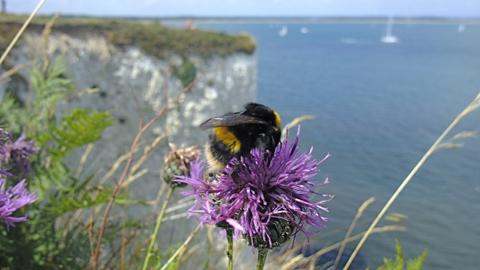A bee on flower with Old Harry Rocks and Sandbanks coastline in the background, by Andy Legg