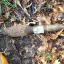 Mum's lucky escape after bomb found in back garden