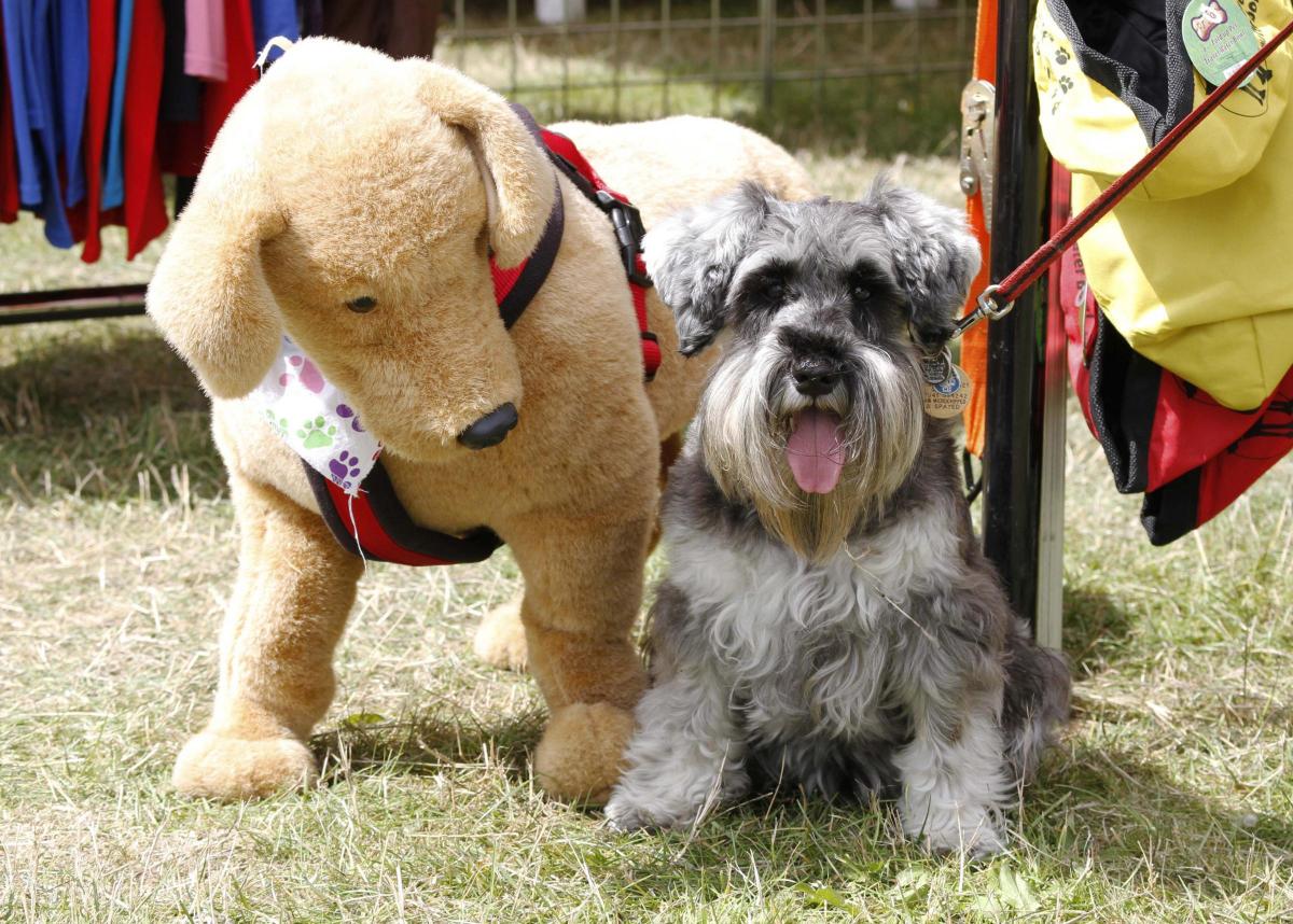 All our pictures from the Ellingham Show at Somerley Park Estate in Ringwood on Saturday, August 10th, 2013. 