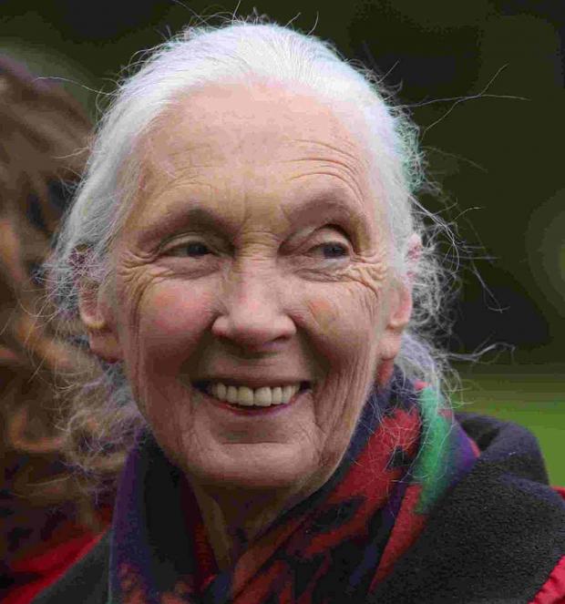 ‘MASSIVE SUFFERING’: Jane Goodall