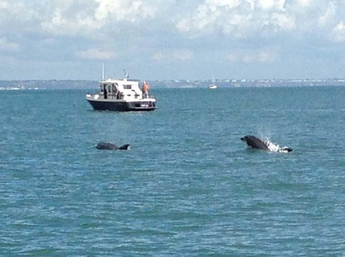 Photographer Paul Kerrison captured these dolphins playing near Old Harry Rocks on Sunday October 6, 2013