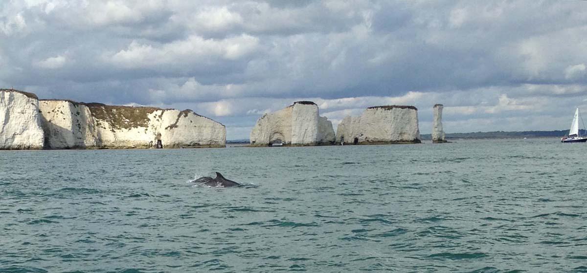 Photographer Paul Kerrison captured these dolphins playing near Old Harry Rocks on Sunday October 6, 2013