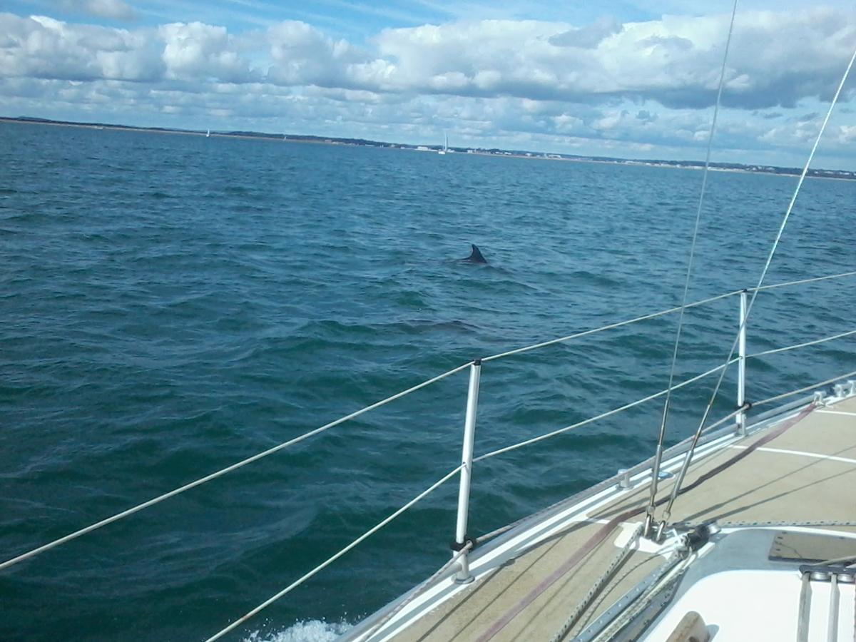 Dolphins spotted playing at Old Harry Rocks