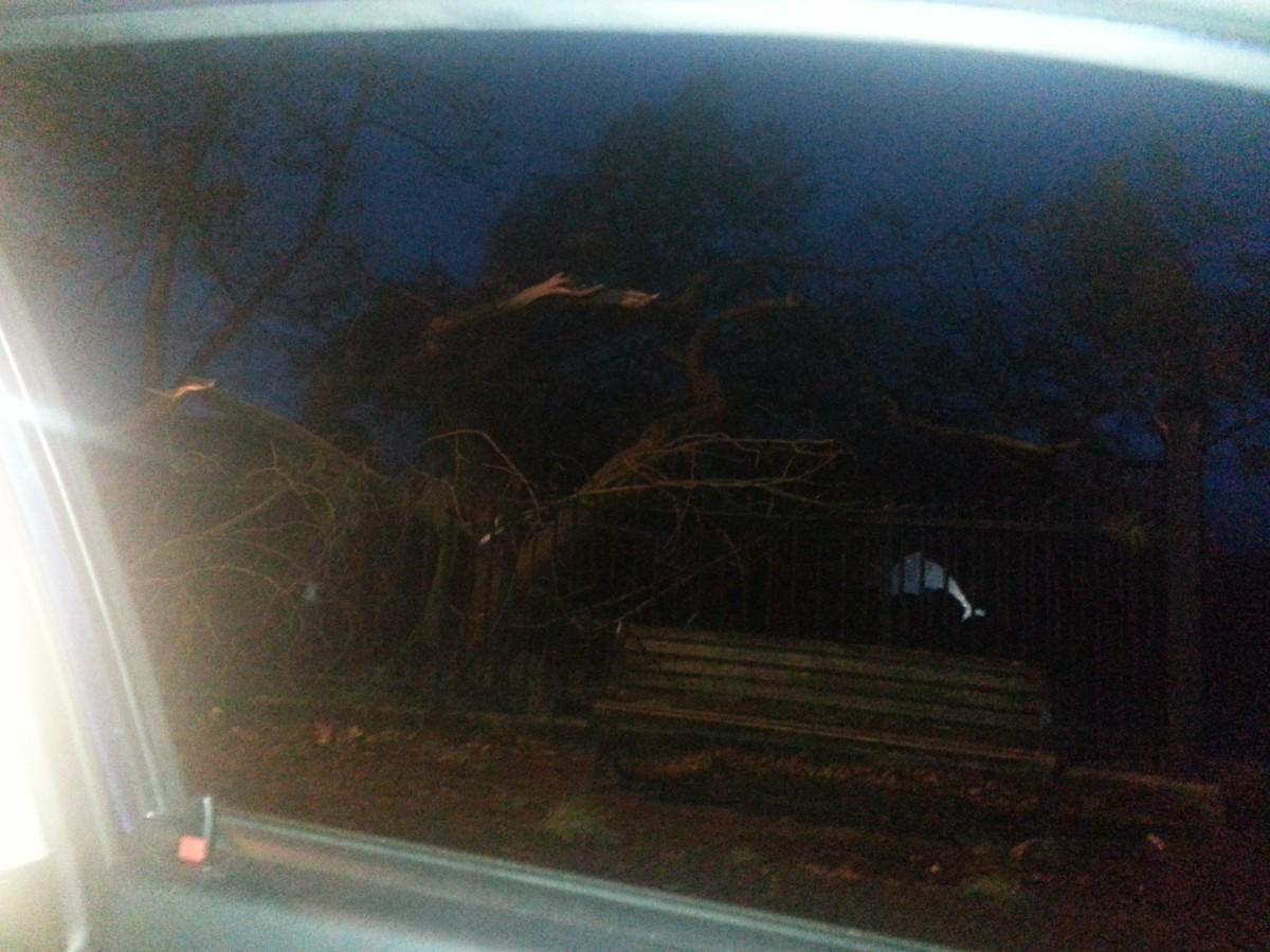 See all Daily Echo and reader pictures of damage left behind after St Jude hits Dorset. Tree down in Poole Park. Picture by Nathan Brown 