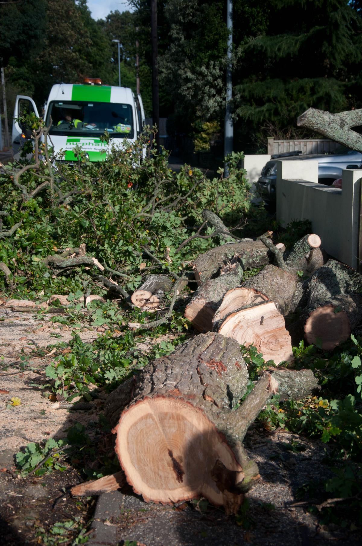 See all Daily Echo and reader pictures of damage left behind after St Jude hits Dorset. Trees comes down on Grove Road in Christchurch. Picture by Andy Starmore.