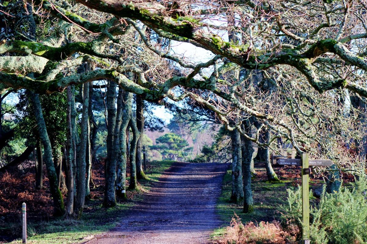 Woodland  walk  through  Arne, near Wareham by Mark Spencer
