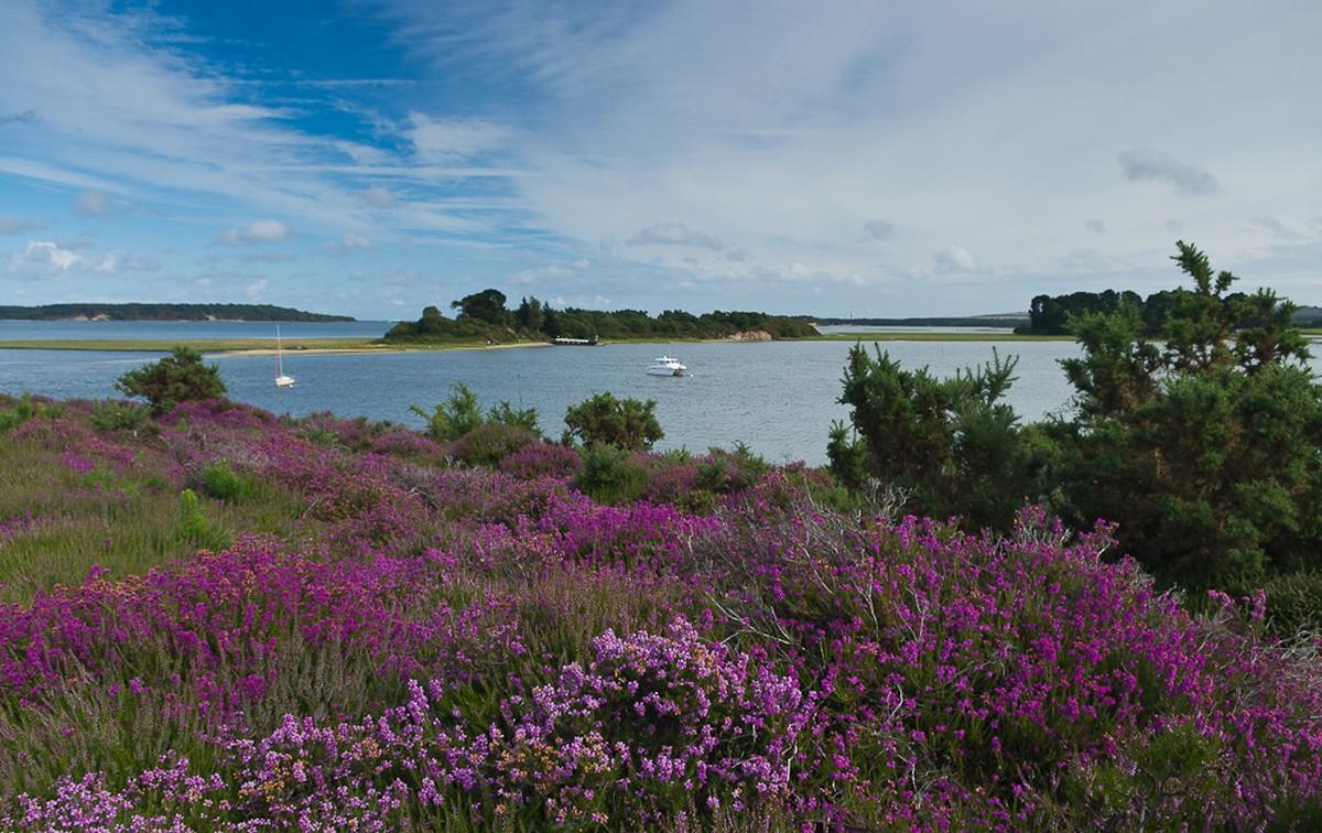 Bell heather at Shipstal Point, Arne by  Nigel Stride