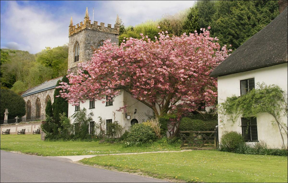 Milton Abbas cottages & Church with Pink Blossom taken  by  Kay Browning