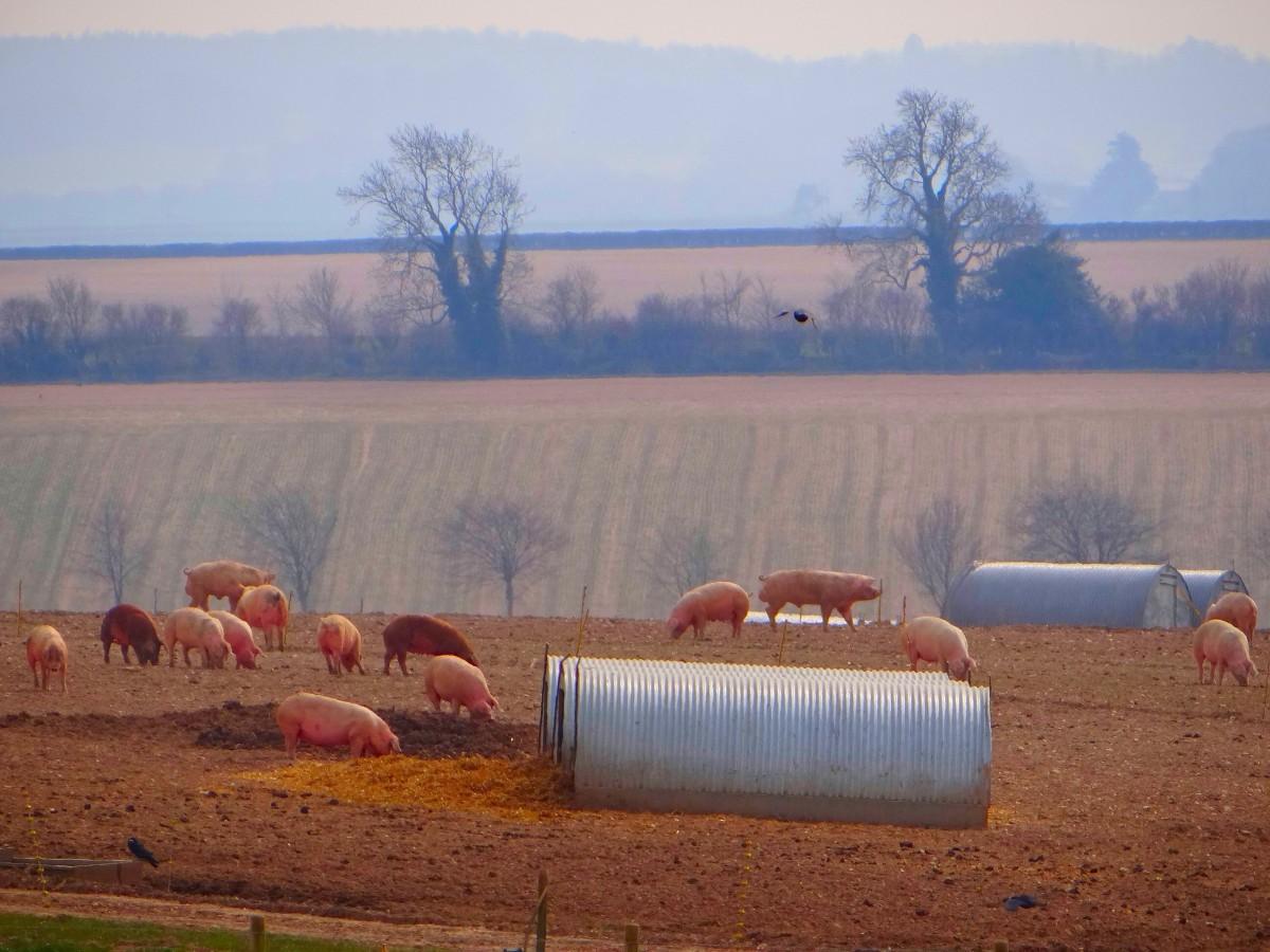 Pig farming at Tarrant Rushton sent in by Annie Chambers 