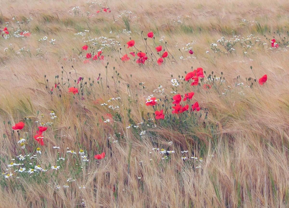 Red Poppies in Barley at Tarrent Rushton airfield by Mrs Judith Day 
