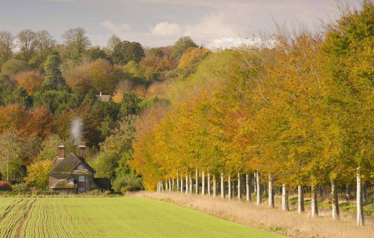 A view of the Crichel Estate, Witchampton, near Wimborne by John Lewis