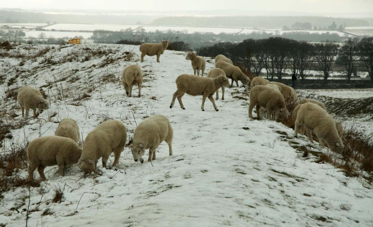 Sheep at Badbury Rings in the snow by Mr David Godden
