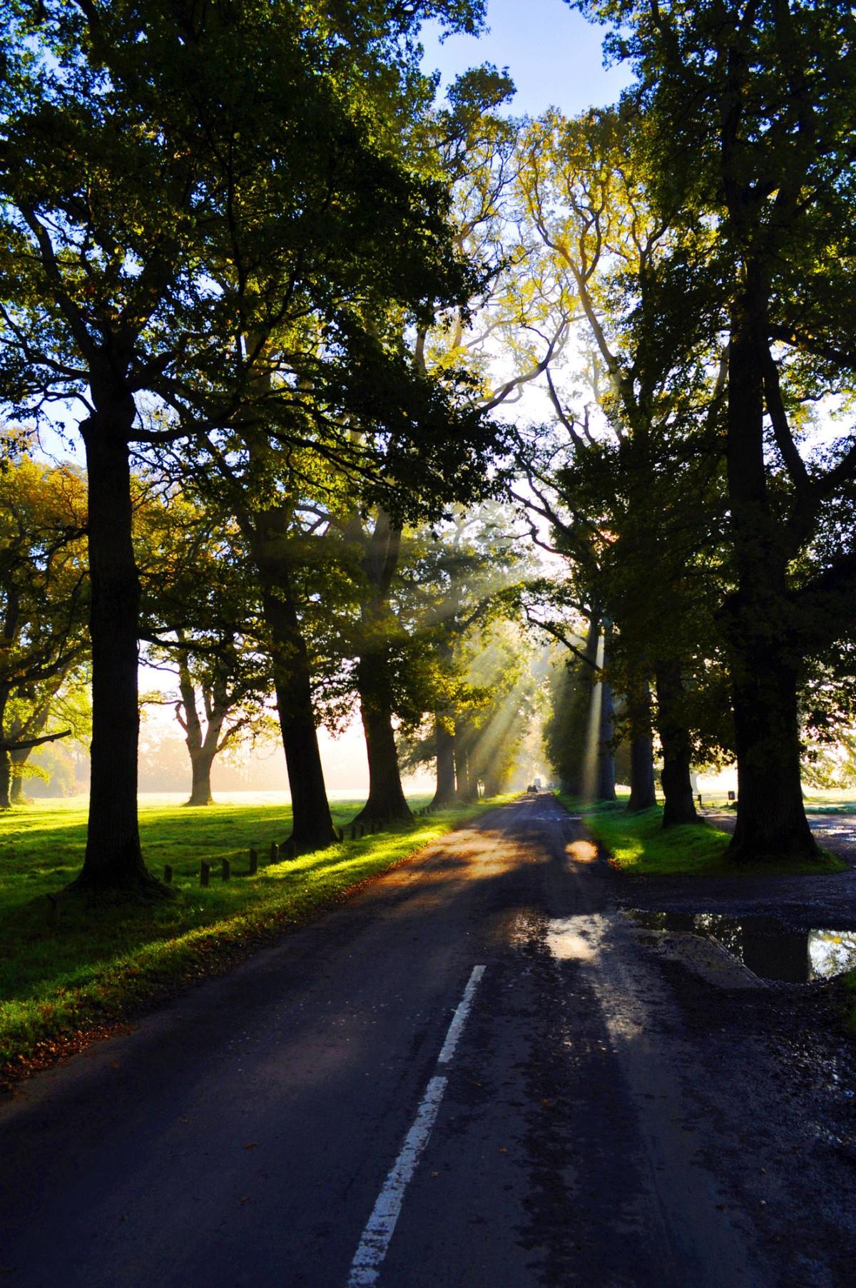 The Avenue at Pamphil Near Wimborne, on a crisp Winter's morning by  Darren Lovell Photography