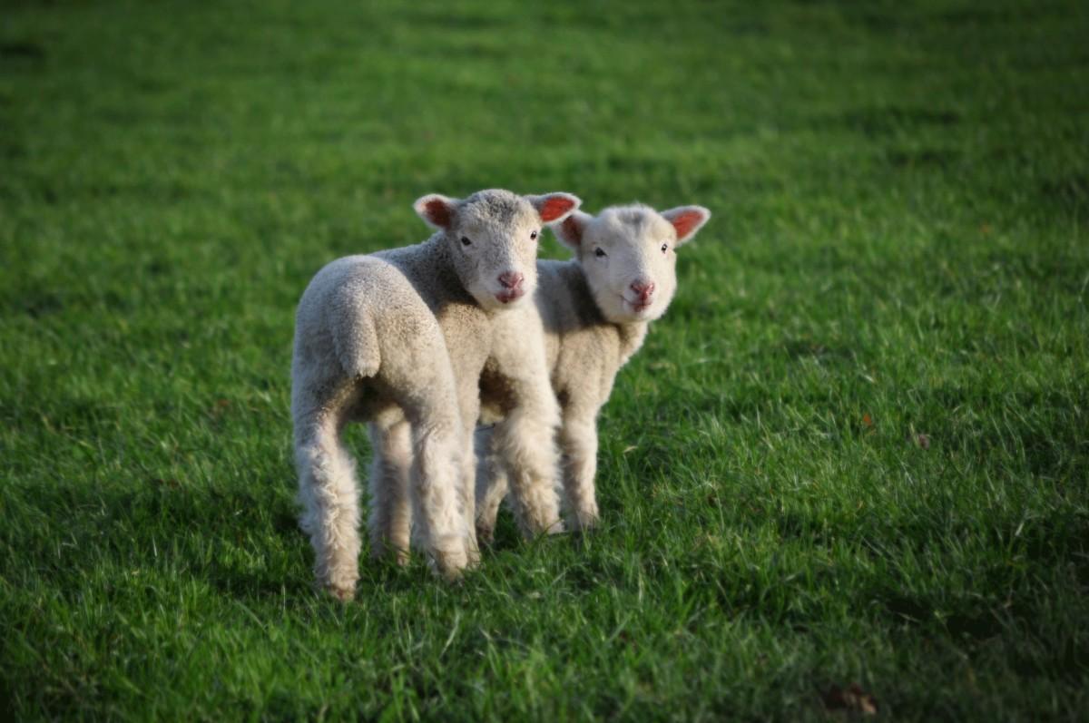 Spring Lambs on the Leaze Nr Wimborne by 
Darren Lovell Photography.