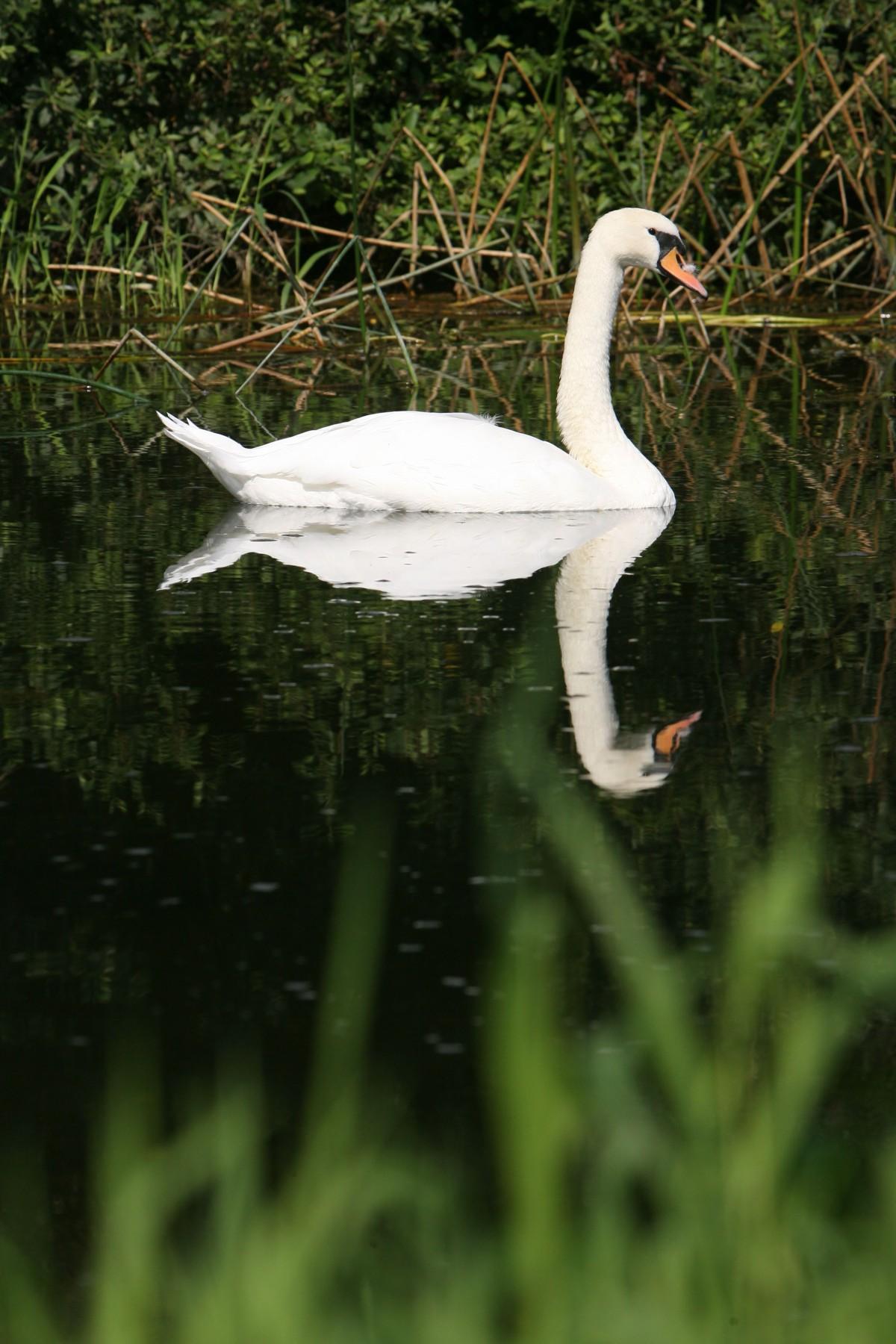  Swan  near White Mill  on the River Stour at Sturminster Marshall