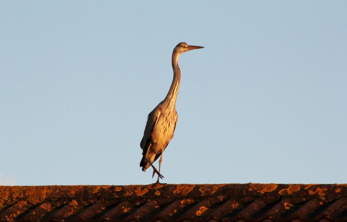 A Heron looking down from my roof at the fish in my pond, possibly breakfast in mind by Mike Elkins