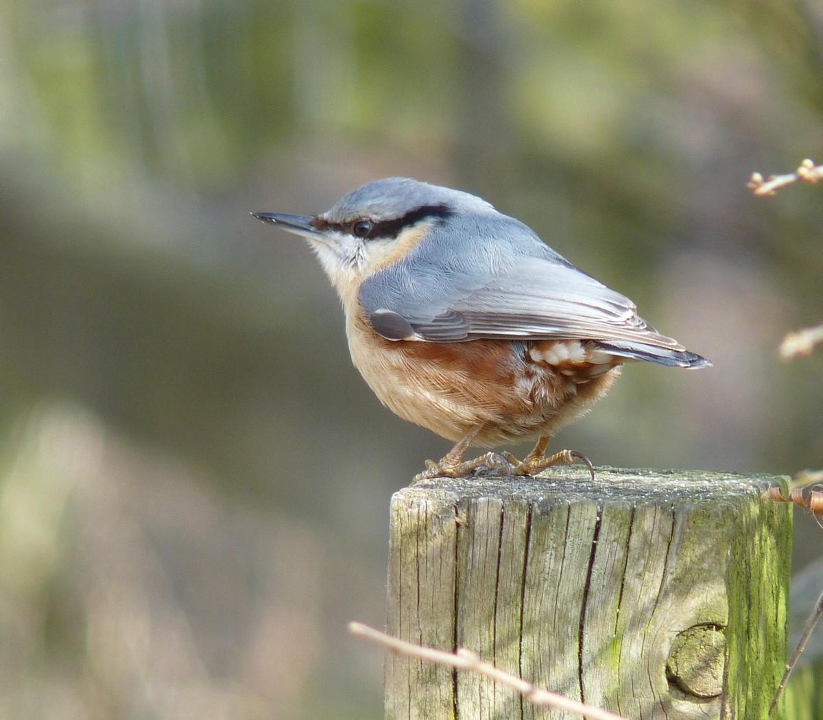 Nuthatch in Upton Country park by John Wareham 