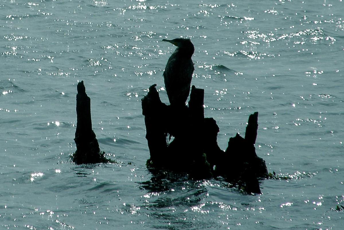 A cormorant pretends to be part of a wreck in Holes Bay, Poole taken by David Wareham