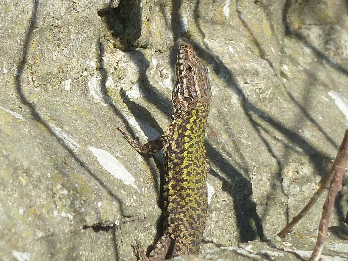 A lizard enjoying the first rays of sunshine at Branksome Chine. Taken by Nick Phillips. 