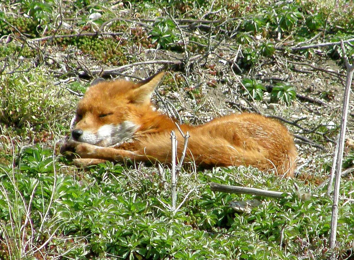 A fox enjoys a rare bit of sunshine on the cliffs at Boscombe,  by David Wareham.  