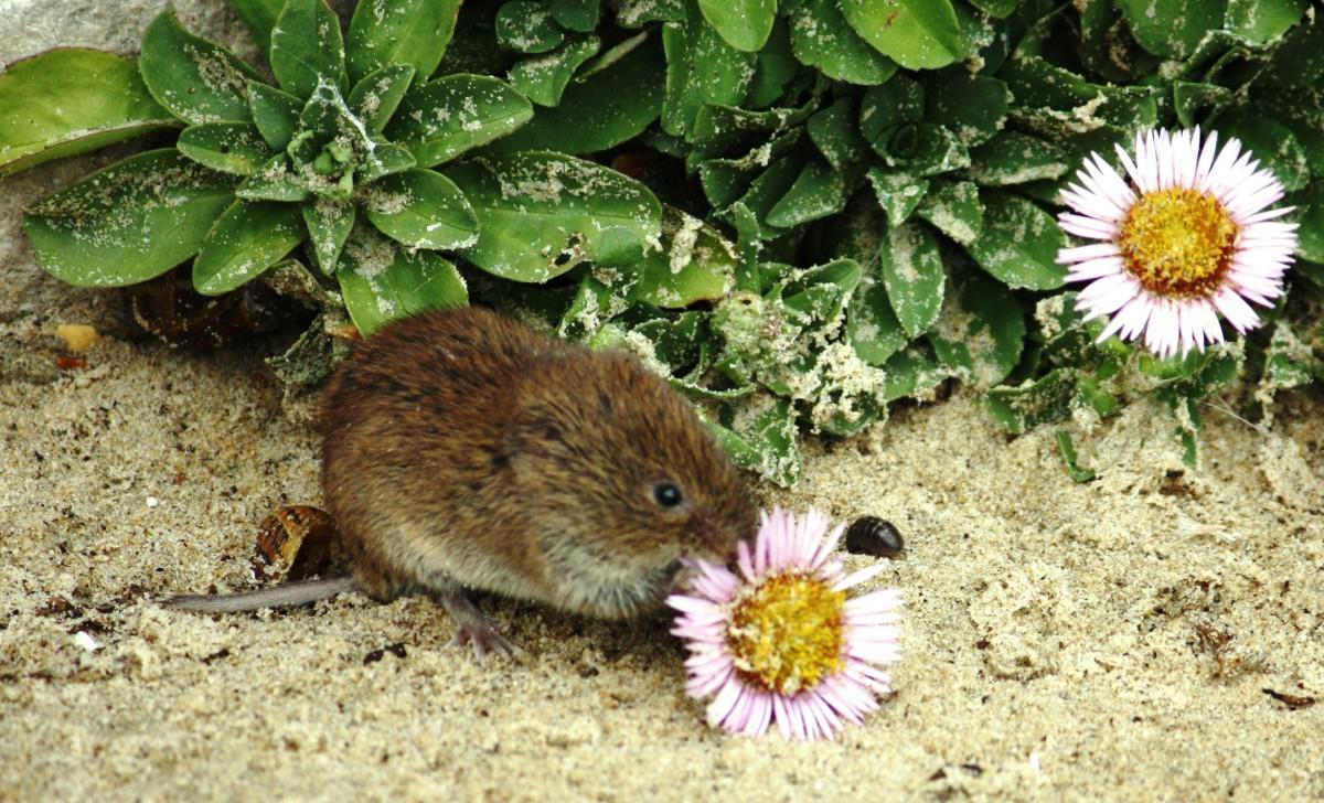 A Vole (I think) eating his lunch on the Southbourne Promenade. By Barrie Sutton.  