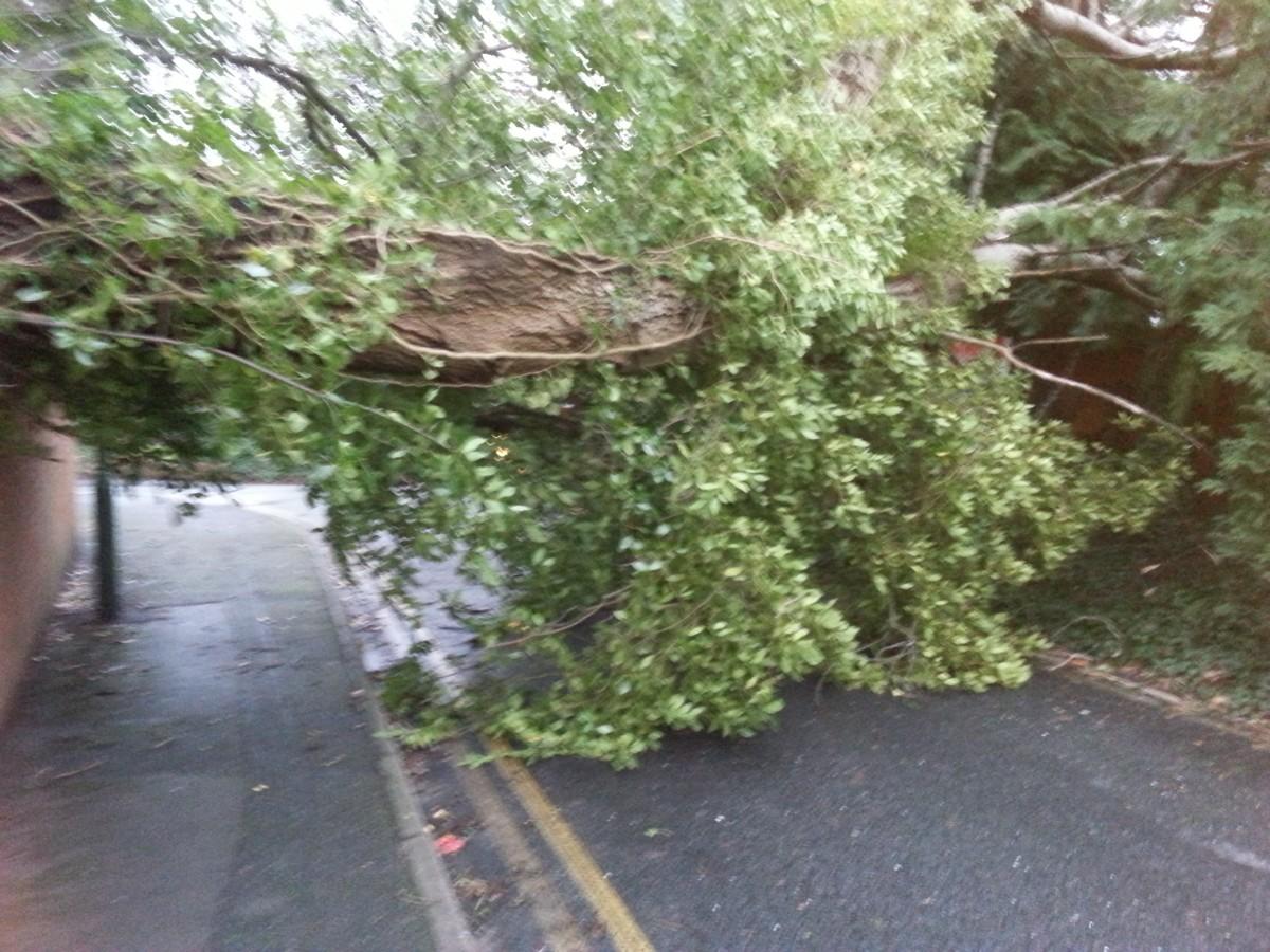 Pictures taken by Daily Echo photographers and readers after heavy rain and strong winds hit Dorset on December 23 and 24, 2013. Picture of a tree down in Pine Tree Glen in Westbourne by Abbie L