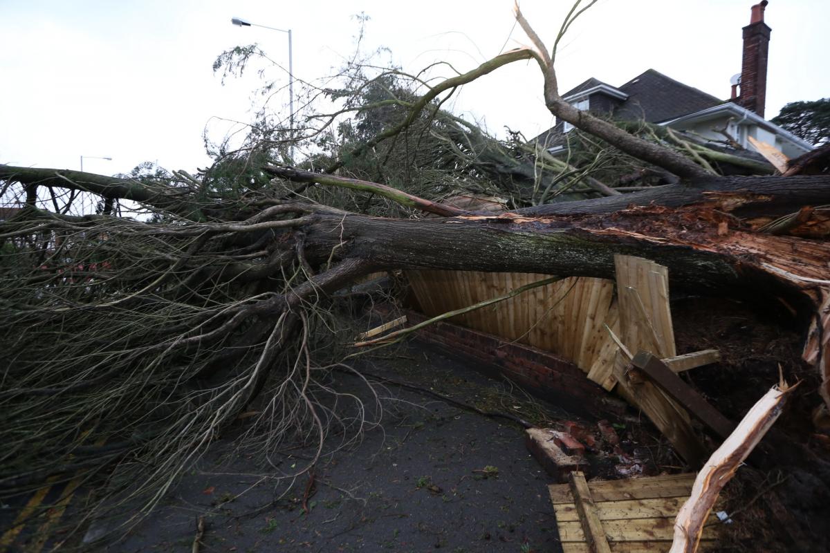 Pictures taken by Daily Echo photographers and readers after heavy rain and strong winds hit Dorset on December 23 and 24, 2013. Tree down in Penn Hill Avenue, Poole
